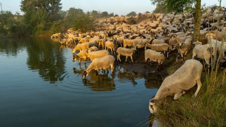 Rebaño en la sequía, en Sant Martí Sescorts.