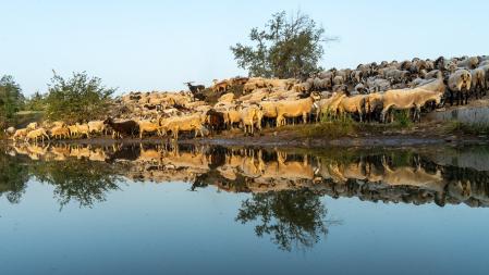 Rebaño en la sequía, en Sant Martí Sescorts.