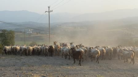 Rebaño en la sequía, en Sant Martí Sescorts.