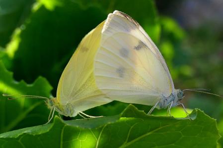 El apareamiento de la mariposa blanquita de la col.