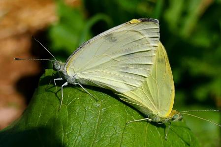 El apareamiento de la mariposa blanquita de la col.