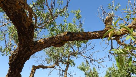 Solución al Reto visual de la cigarra.