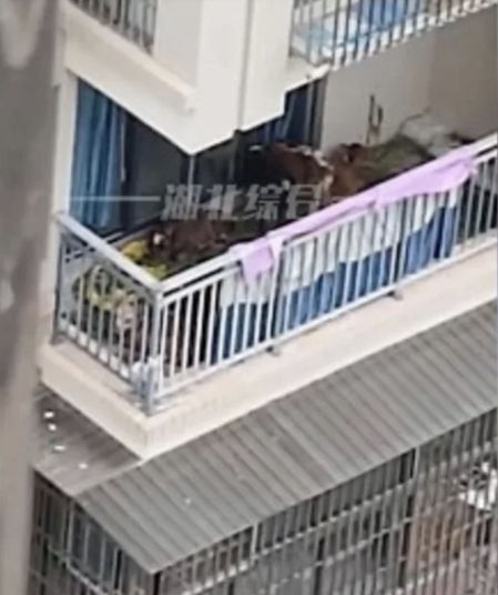 Los vecinos se quejaron del olor y el ruido que emitían las vacas