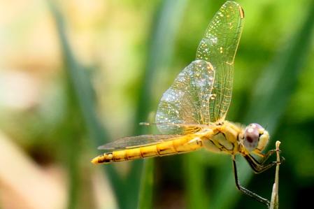 Las alas de la libélula.