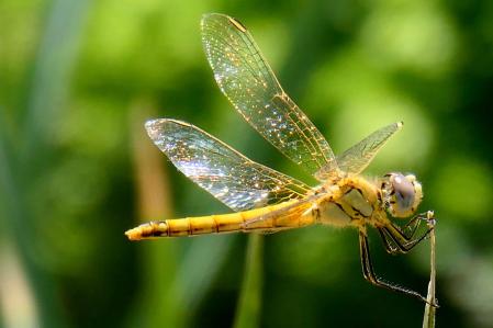 Las alas de la libélula.