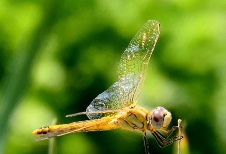 Las alas de la libélula.
