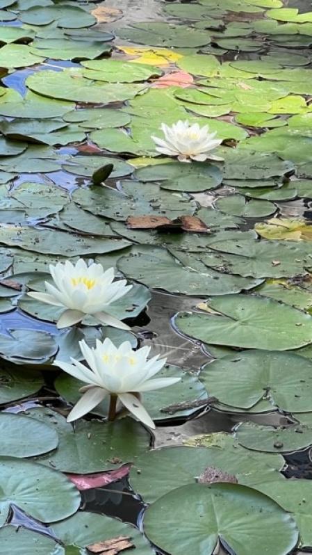 Nenúfares del lago de Banyoles.