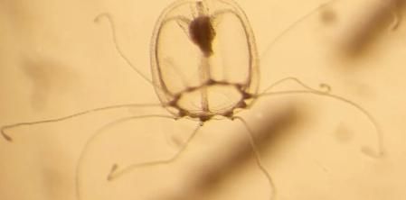 Medusas juveniles de la medusa inmortal