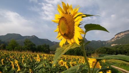 Girasoles en Els Hostalets d'en Bas