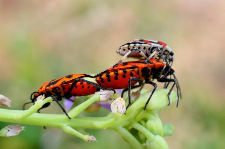 Trío de chinche Eurydema ornata.