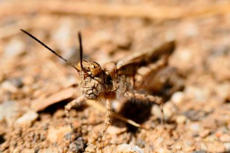 Saltamontes en el huerto del monasterio de Pedralbes.
