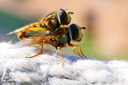 Apareamiento de los sírfidos.