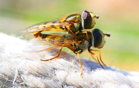Apareamiento de los sírfidos.