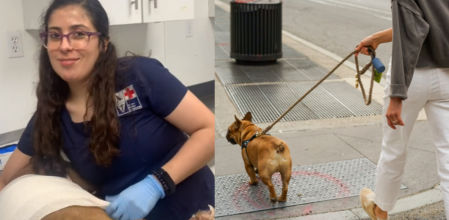 Pregunta a varios veterinarios y todos coinciden en la raza de perro que nunca tendrían como mascota

Suscríbete a nuestro canal: http://bit.ly/suscribeteLV

Lee esta y más historias en https://www.guyanaguardian.com/

Síguenos en:
Instagram: https://www.instagram.com/lavanguardia/
Twitter: https://twitter.com/LaVanguardia
Facebook: https://es-la.facebook.com/LaVanguardia