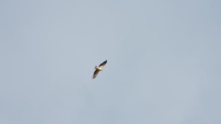 El águila calzada de las Baleares, en el Urgell.