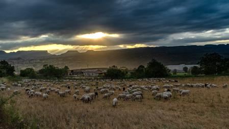 Rebaño en Sant Martí Sescorts.