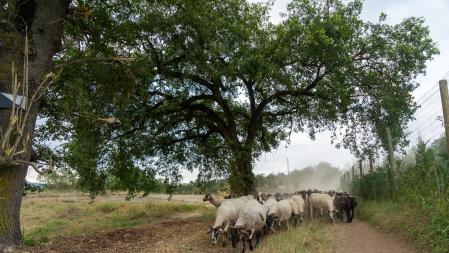Rebaño en Sant Martí Sescorts.