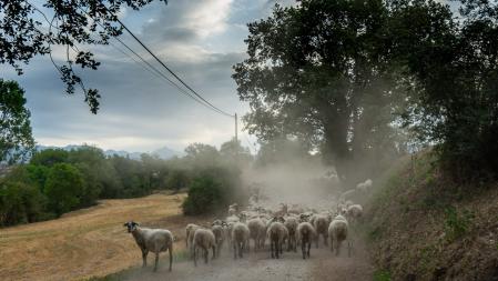 Rebaño en Sant Martí Sescorts.