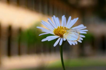 Margarita del claustro del monasterio de Pedralbes de Barcelona.