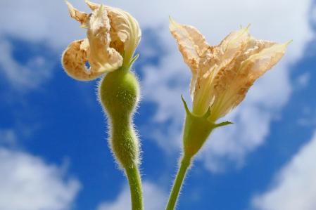 Flor masculina y femenina de la calabaza.