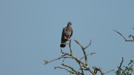 La paloma que buscamos.