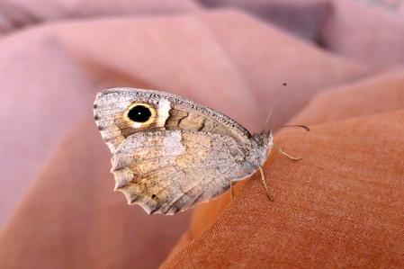 Mariposa festón blanco.