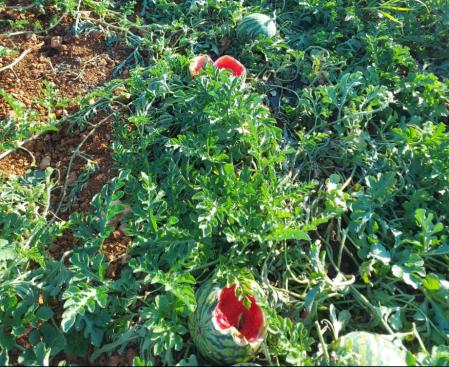 Otro efecto del paso de los jabalíes, en este caso en una plantación de sandías en Benicarló