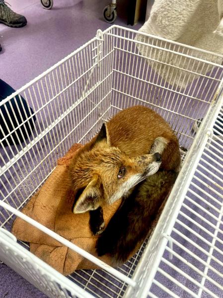 La zorra después de ser sacada del agujero