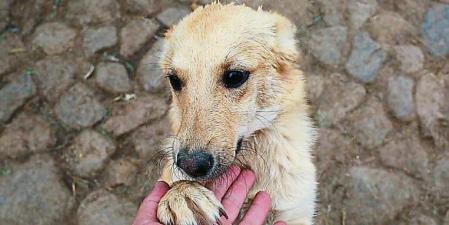-FOTODELDÍA- AME1511. LA PAZ (BOLIVIA), 16/08/2023.- Un cachorro recibe cariño en un albergue el 11 de agosto de 2023, en La Paz (Bolivia). Las manifestaciones de afecto hacia los perros abundaron este miércoles en Bolivia por el Día de San Roque, que se caracteriza por los homenajes y hasta celebraciones religiosas para los animalitos considerados 