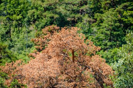 Plà de lluita plaga als Boscs de Poblet pins malalts