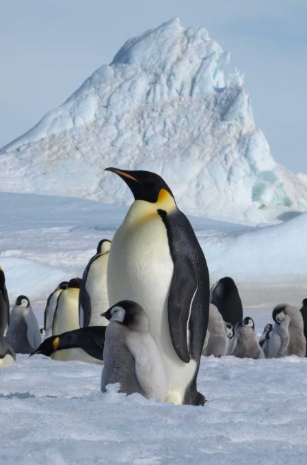El pingüino emperador es especialmente sensible a los cambios en las masas de hielo en la Antártida  .