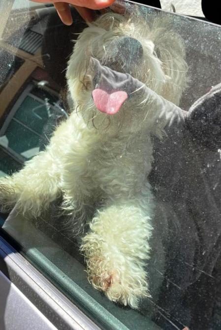 El perro rescatado en Tossa