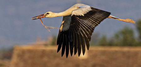 Las cigüeñas en su paso hacia el sur.