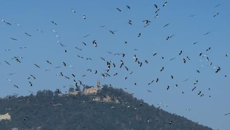 Las cigüeñas en su paso hacia el sur.