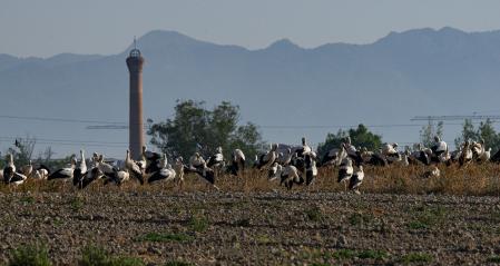 Las cigüeñas en su paso hacia el sur.