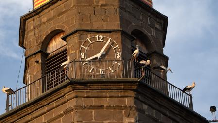 Las cigüeñas en su paso hacia el sur.