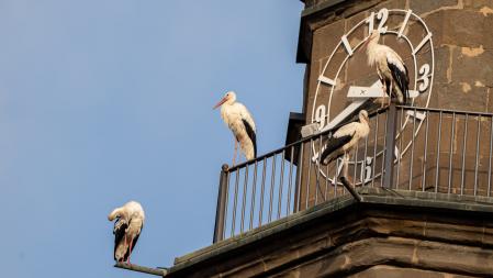 Las cigüeñas en su paso hacia el sur.