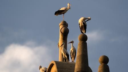 Las cigüeñas en su paso hacia el sur.