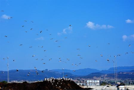 Las cigüeñas en su paso hacia el sur.