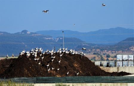 Las cigüeñas en su paso hacia el sur.