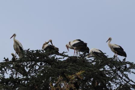 Las cigüeñas en su paso hacia el sur.