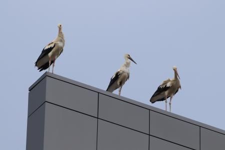 Las cigüeñas en su paso hacia el sur.