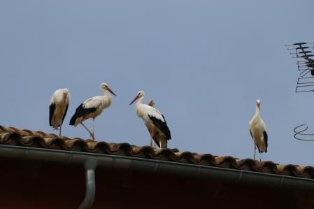 Las cigüeñas en su paso hacia el sur.