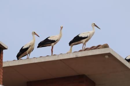 Las cigüeñas en su paso hacia el sur.