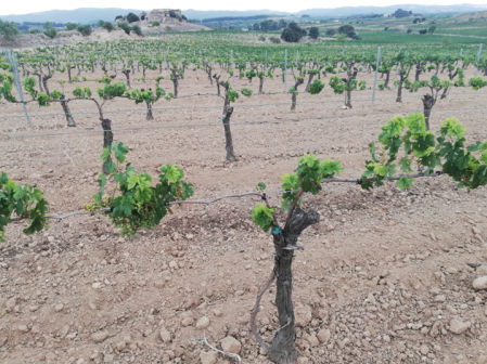 La sequía afecta a la viña en el Alt Penedès.