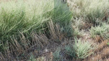 Reto visual: ¿Dónde está la libélula azul?