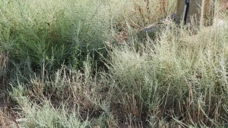 Reto visual: ¿Puedes localizar a la libélula azul?