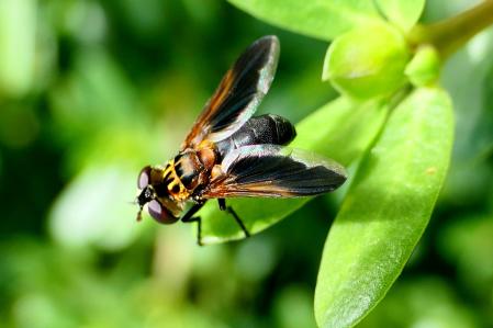 Mosca Trichopoda pennipes en el huerto del monasterio de Pedralbes.