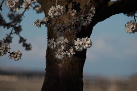Almendro en flor en el Tarròs.