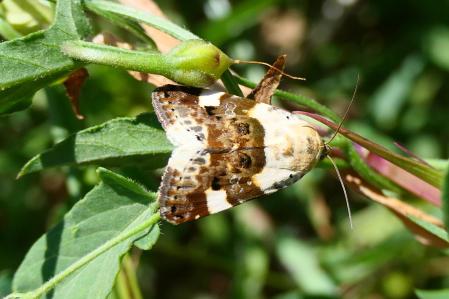 Polilla búho en el huerto medieval del monasterio de Pedralbes.